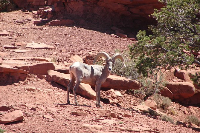 Private Grand Canyon Full Day Hike - Frequently Asked Questions