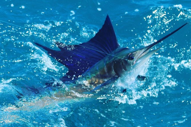 Shared BIG GAME Sportfishing Up To Six People - Practical Tips for a Great Experience