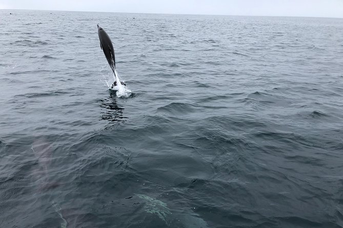 Whale Watching and Fishing Combination Excursions - FAQs