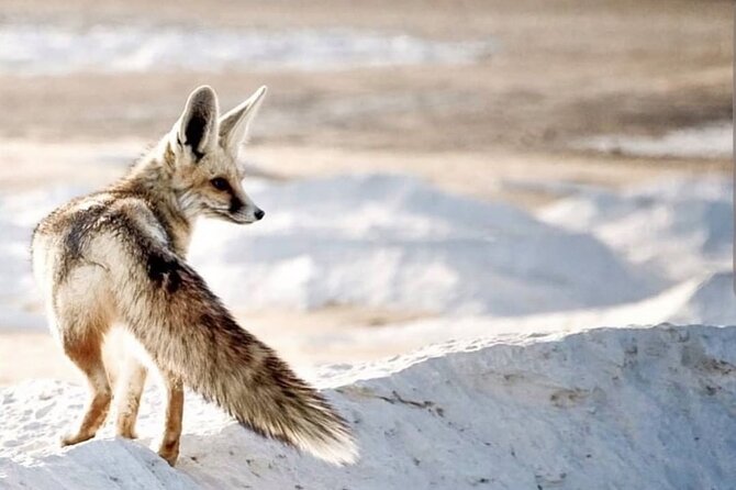 White & Black desert camping tour 2 Days 1 night From Cairo - Final thoughts: Is this desert tour worth it?