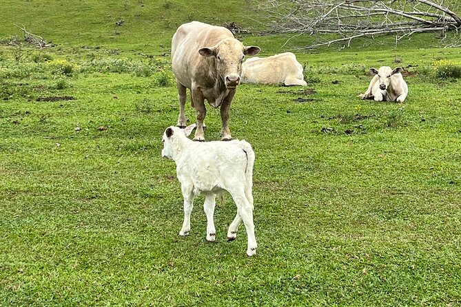 ATV Ranch ride Big Island Hawaii - Who It’s Best For