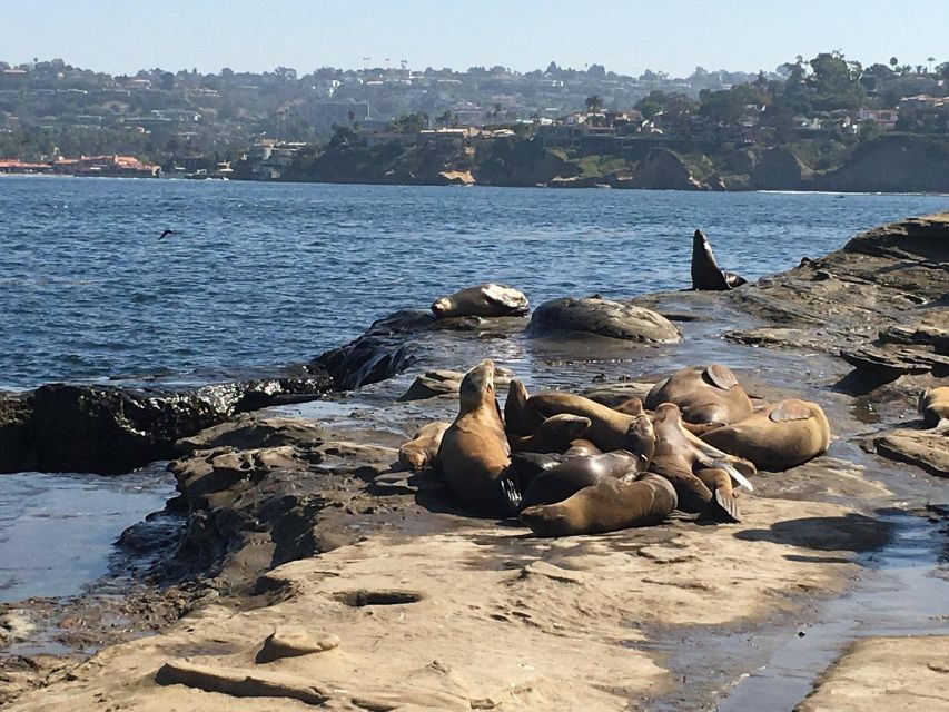 Cali Dreaming Electric Bike Tour of La Jolla & Pacific Beach - The Sum Up