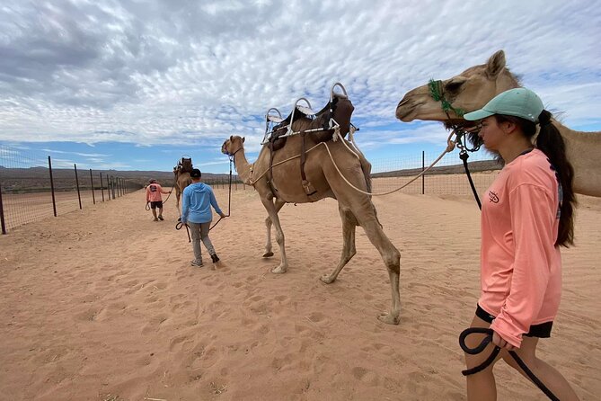Camel Safari - Camel Ride and Zoo Tour - FAQ