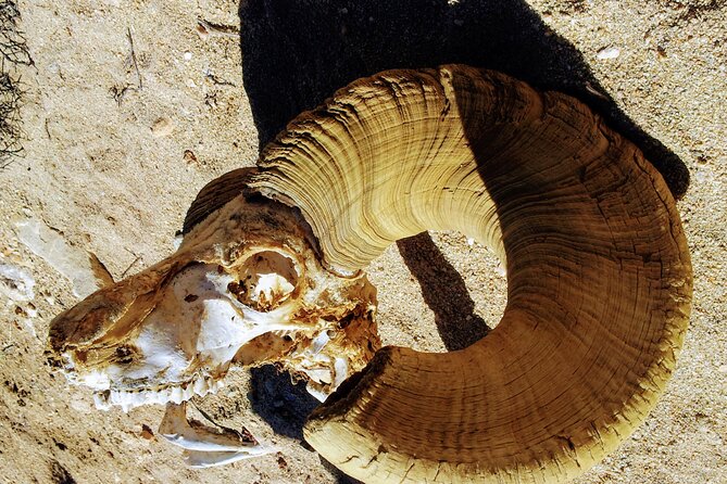 Full Day Hike in Joshua Tree National Park - FAQs