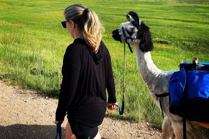 Guided Llama Hike in the Rocky Mountains - FAQ