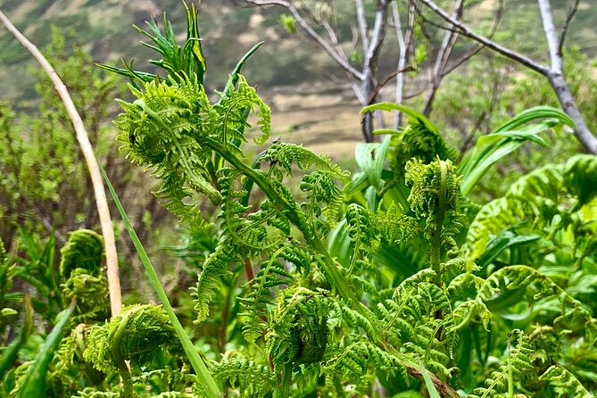 Backcountry Eats & Foraging Treats - Who Should Consider This Tour