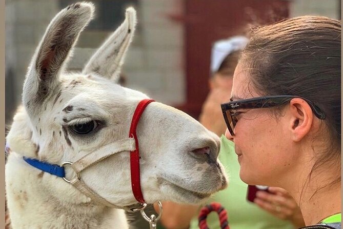 Llama/Alpaca Hike and Farm Tour - Authentic Experiences and Authentic Farm Life