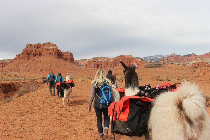 Spectacular 8-Hour Guided Llama Hike with Lunch and Dinner - Authenticity & Value: Who is It Best For?