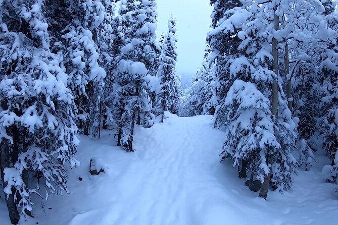 Winter valley and forest hike highlights of the winter valley and forest hike