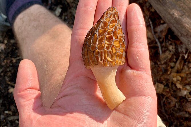 Backcountry Eats & Foraging Treats - Highlights of the Backcountry Eats & Foraging Treats Tour