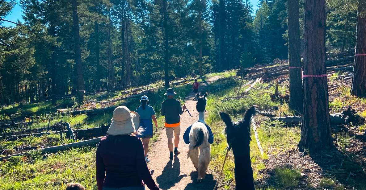 Denver: llama hike in the rocky mountains highlights of the llama hike experience