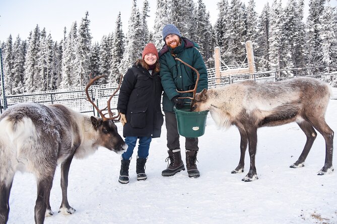 Dogsled and Reindeer Day Trip to Borealis Basecamp - A Deep Dive into the Experience