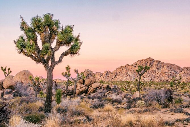 Full Day Hike in Joshua Tree National Park - Highlights of the Joshua Tree Guided Full-Day Hike