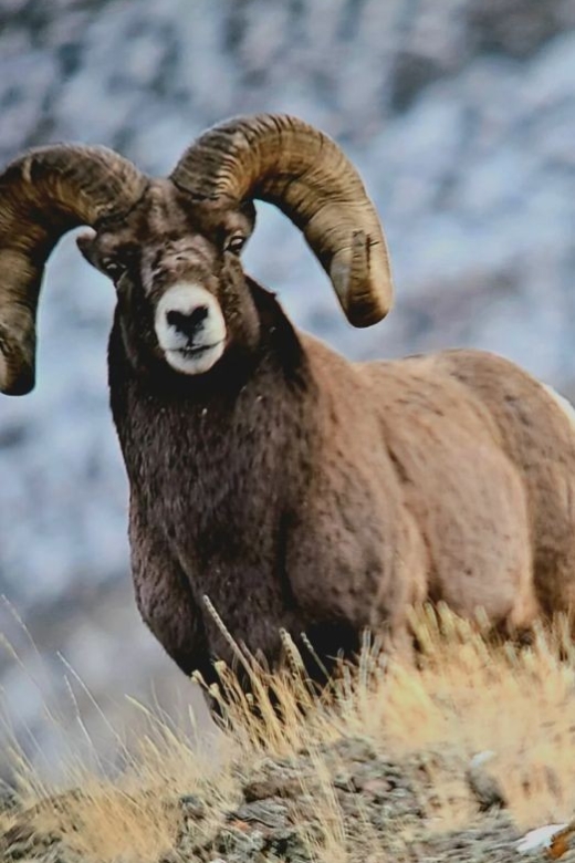 Gardiner: Yellowstone National Park Half Day Guided Hike - Gardiner: Yellowstone National Park Half Day Guided Hike – A Detailed Look