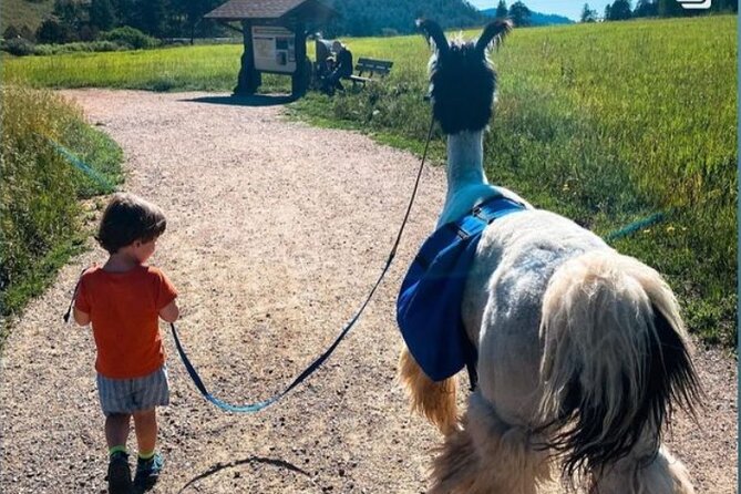 Guided Llama Hike in the Rocky Mountains - Highlights of the Guided Llama Hike in the Rocky Mountains