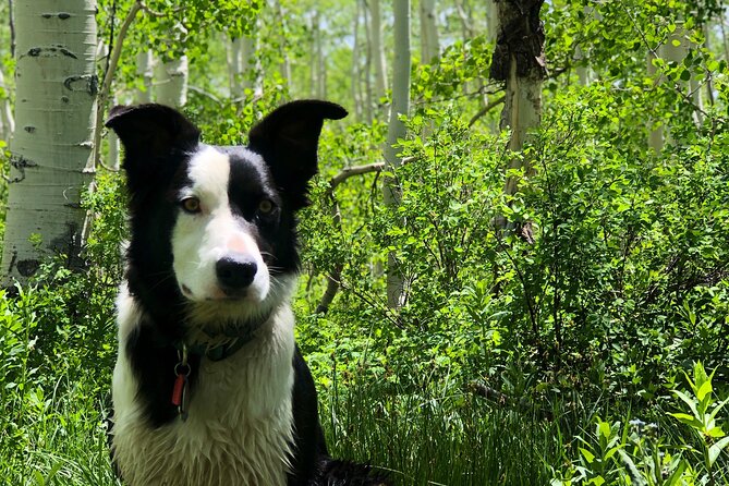 Privately guided scenic mountain hike highlights of the privately guided scenic mountain hike