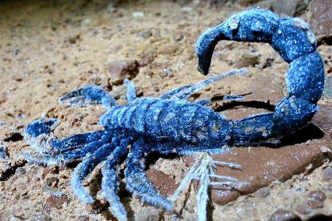 Sedona dark sky sunset & night hike adventure with a private guide highlights