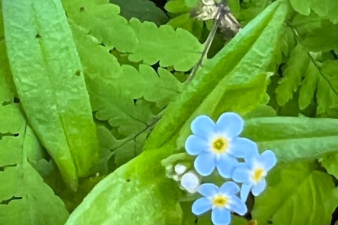 Segway coastal scenic rainforest tour why consider this tour?