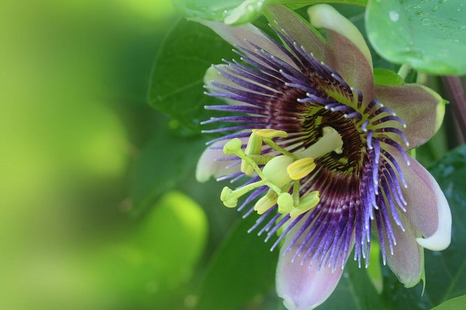 Waterfall, Rainforest, Chocolate Tour & Historical Sites - A Closer Look at the Tour Itinerary