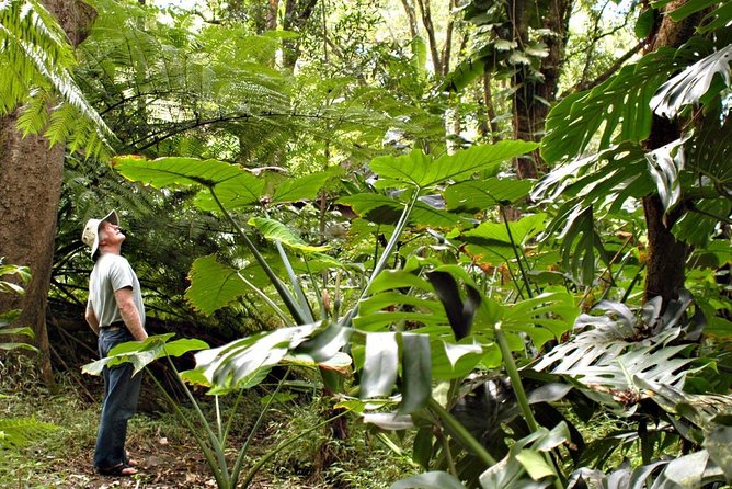 Waterfall & Rainforest Hiking Adventure with Hotel Pickup - Highlights of the Waterfall & Rainforest Hiking Adventure