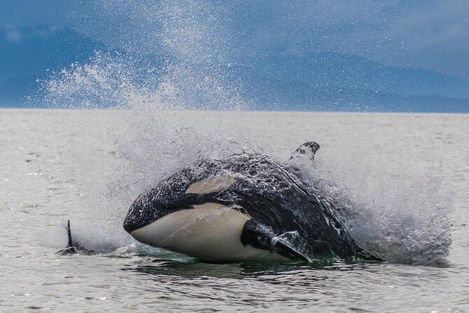 Whale-watching, Icy point, Hoonah , whales, Orca, killer-whales. - Who This Tour Is Best For