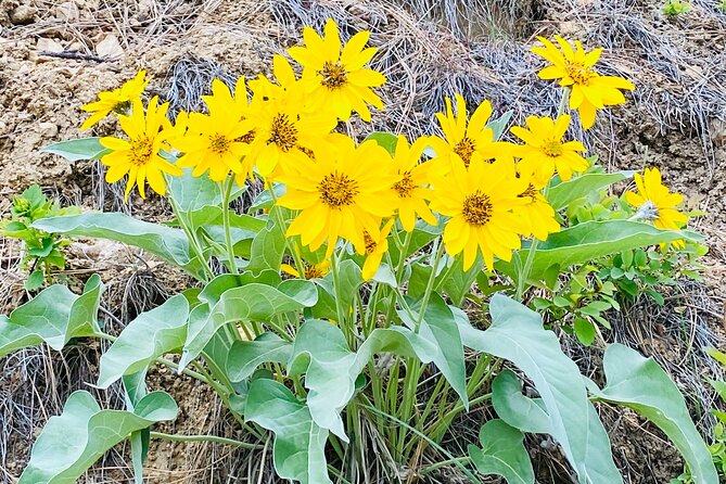 Whitewater Rafting the Salmon River - Full Day - Highlights of the Salmon River Full-Day Tour